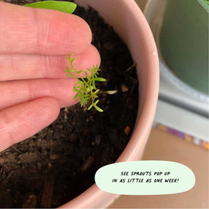 Pflanzbare Grusskarten CONGRATULATION - Cute Root
